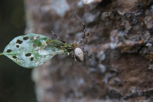 Nephilingis livida